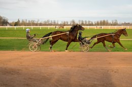Cheval,-Chevaux,-Domaine-de-Grosbois,-Drivers,Grosbois,-Kaleidos,-Kaleidos-images,-La-parole-à-limage,-Marolles-en-Brie,-Sulky,-Tarek-Charara,-Trot,-Trotteurs